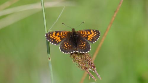 Melitaea diamina